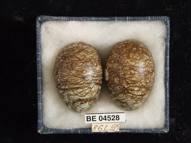 Two bird eggs with specimen labels in box.