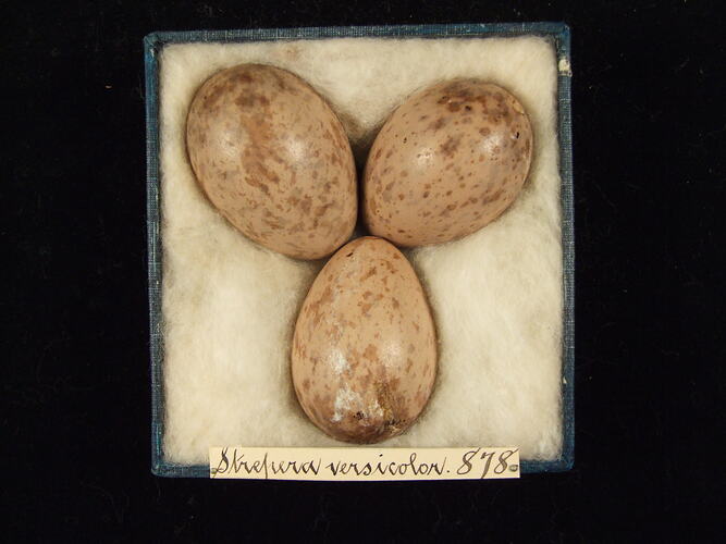 Three bird eggs with specimen labels in box.