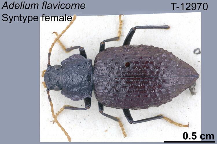 Beetle specimen, female, dorsal view.