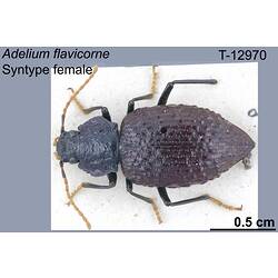 Beetle specimen, female, dorsal view.