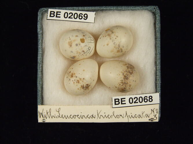 Four bird eggs with specimen labels in box.