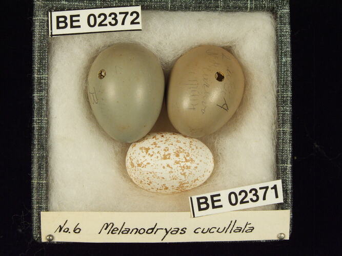 Three bird eggs with specimen labels in box.