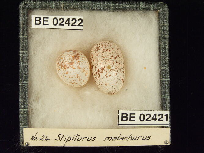 Three bird eggs with specimen labels in box.