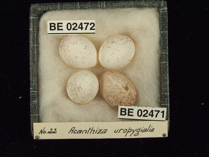 Four bird eggs with specimen labels in box.