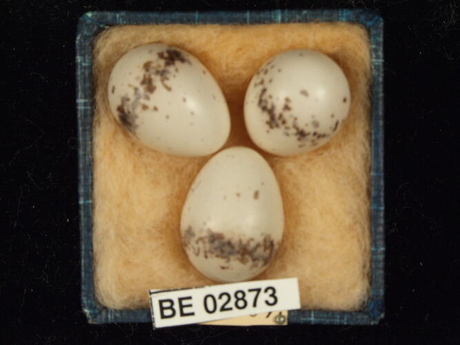 Three bird eggs with specimen labels in box.