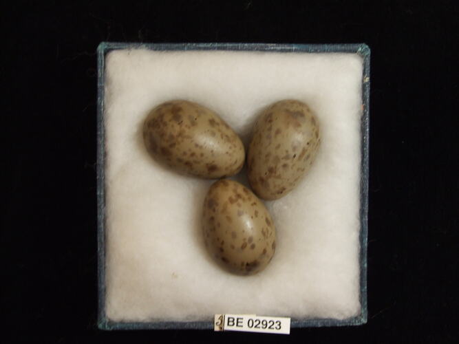 Three bird eggs with specimen label in box.