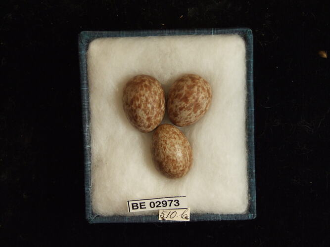 Three bird eggs with specimen label in box.