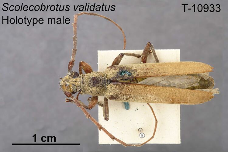 Beetle specimen, male, lateral view.