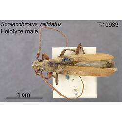 Beetle specimen, male, lateral view.