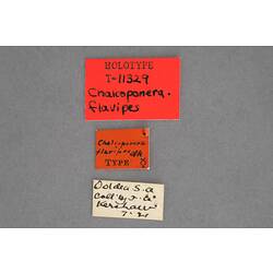 Entomology type specimen labels.