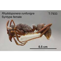 Ant specimen, female, lateral view.