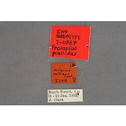 Entomology type specimen labels.
