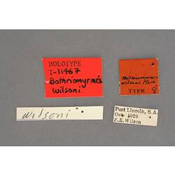 Entomology type specimen labels.