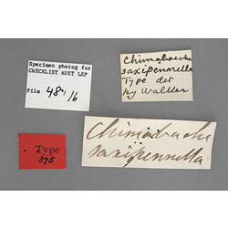 Entomology type specimen labels.