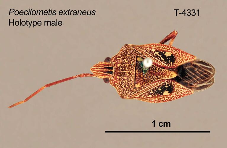 Shield bug specimen, male, dorsal view.