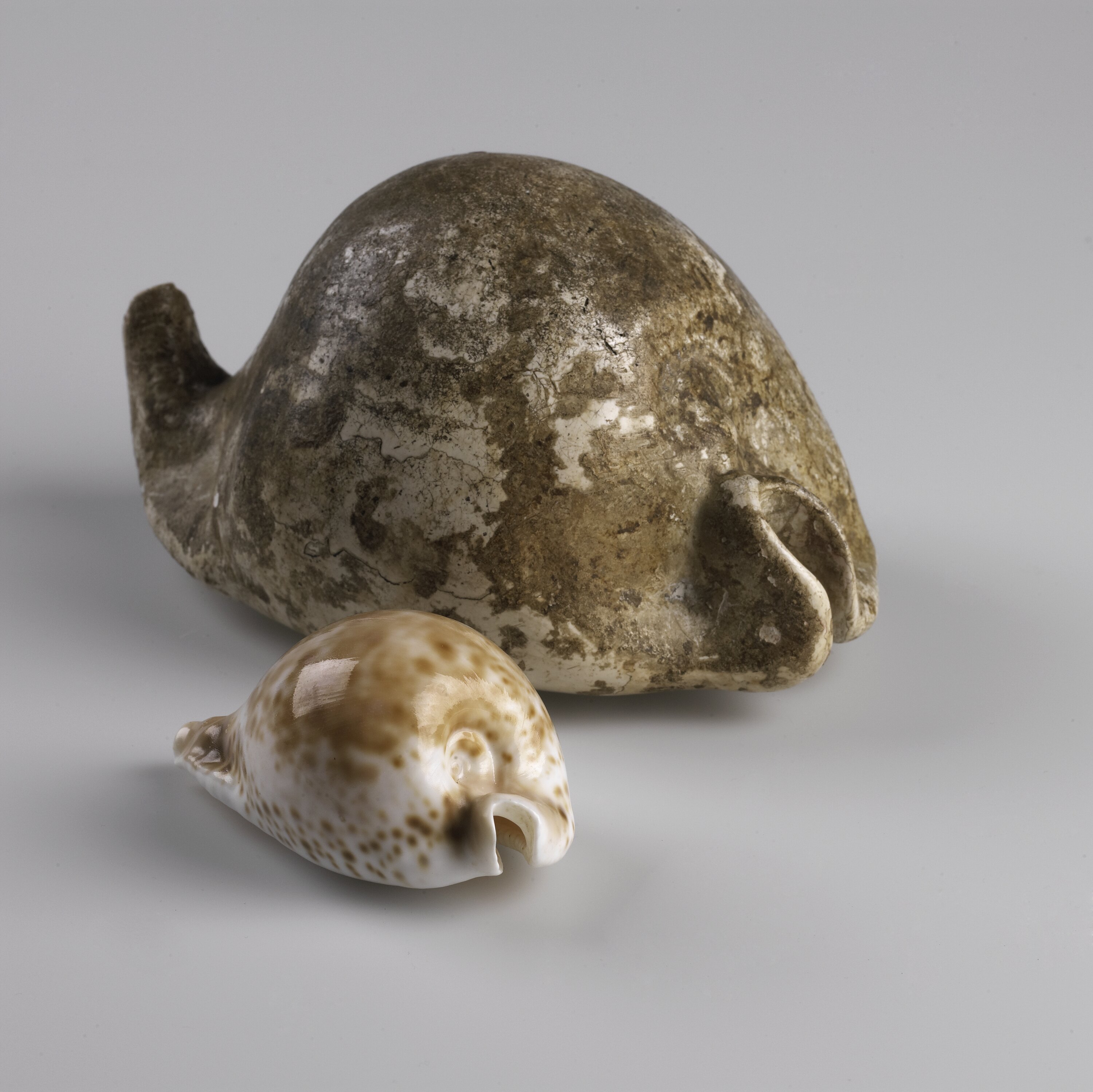 Zoila gigas (McCoy, 1867)