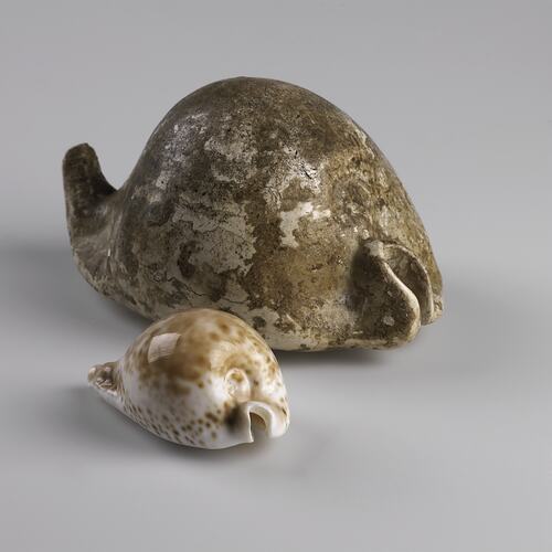 Small modern cowry in front of a larger fossil cowry.
