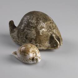 Small modern cowry in front of a larger fossil cowry.