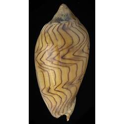 <em>Amoria undulata</em>, Wavy Volute shell. [F 19505]