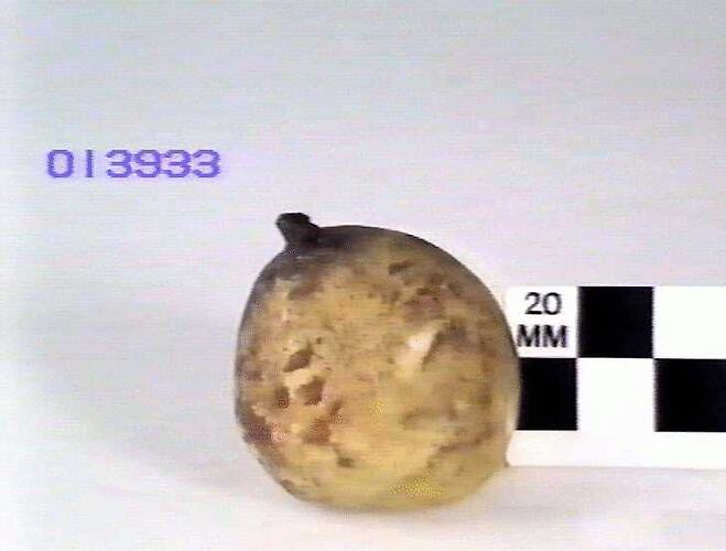 Pear Model - Huyshe's Victoria, Hazelglen, Victoria, 1875