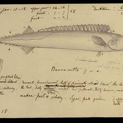 Barracouta, Thyrsites atun. Drawing.