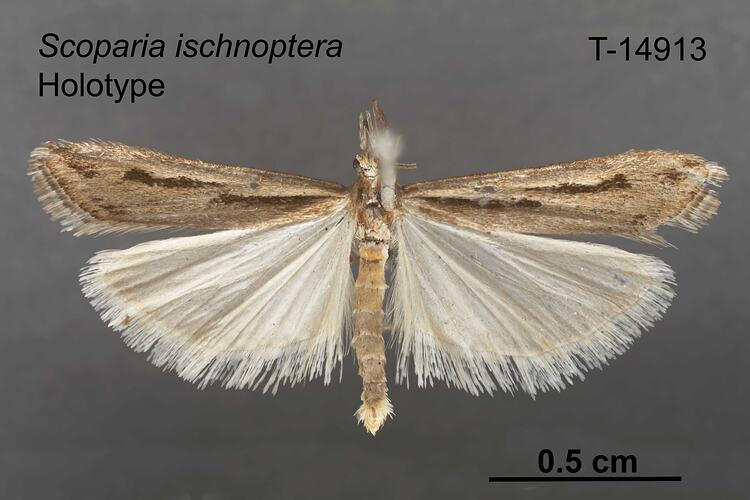 Moth specimen, dorsal view.