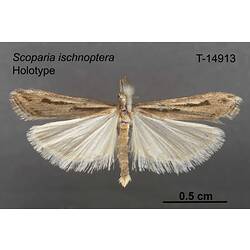 Moth specimen, dorsal view.