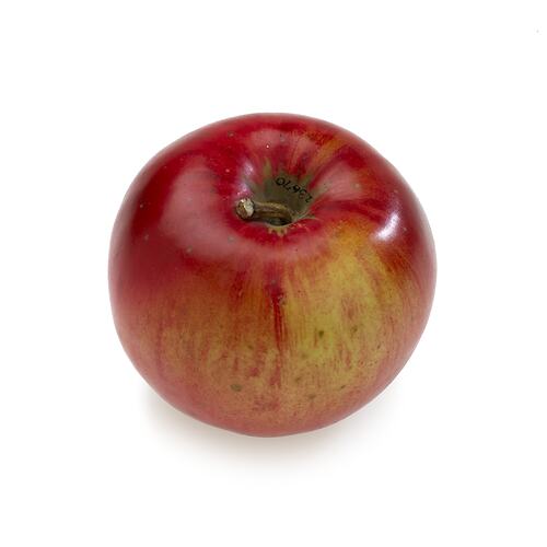 Wax model - Stewarts apple