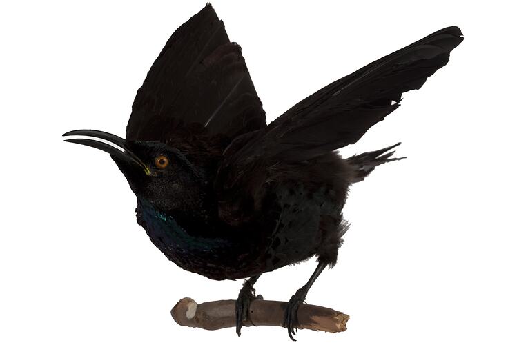 Black taxidermied bird specimen mounted with wings outspread.