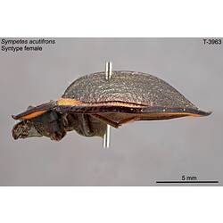 Beetle specimen, lateral view.