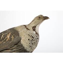 <em>Tetraogallus himalayensis</em>, Himalayan Snowcock, mount.  John Gould Collection.  Registration no. 14007.