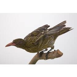 <em>Oriolus flavocinctus</em>, Yellow Oriole, mount.  Registration no. 60724.