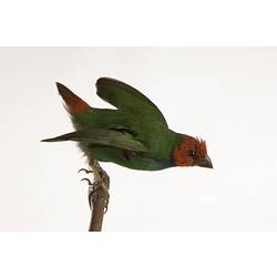 <em>Erythrura pealii</em>, Fiji Parrotfinch, mount.  Storck's Fiji Collection.  Registration no. 45740.