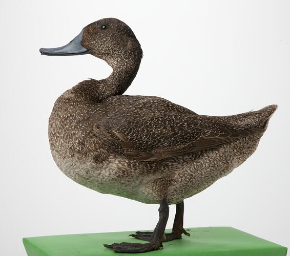 Side view of Freckled Duck specimen mounted standing.