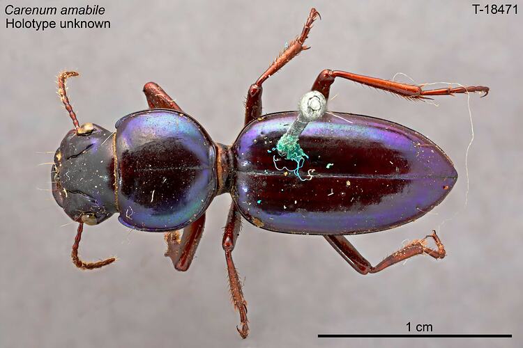 Beetle specimen, dorsal view.