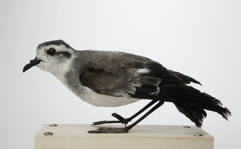 Side view of white-faced brown bird specimen mounted on board.