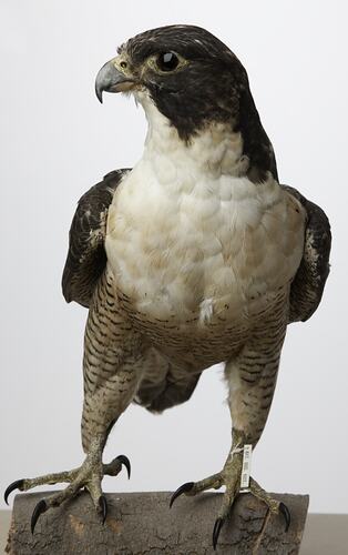 Front view of falcon specimen mounted on small log.