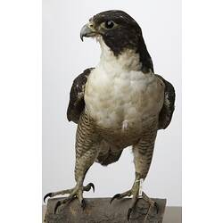Front view of falcon specimen mounted on small log.