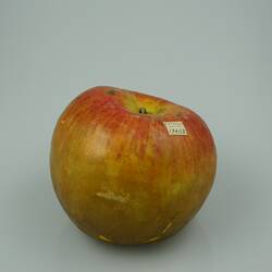 Apple Model - Blenheim, Victoria, 1875
