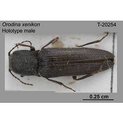 <em>Orodina xenikon</em> Calder, 1986