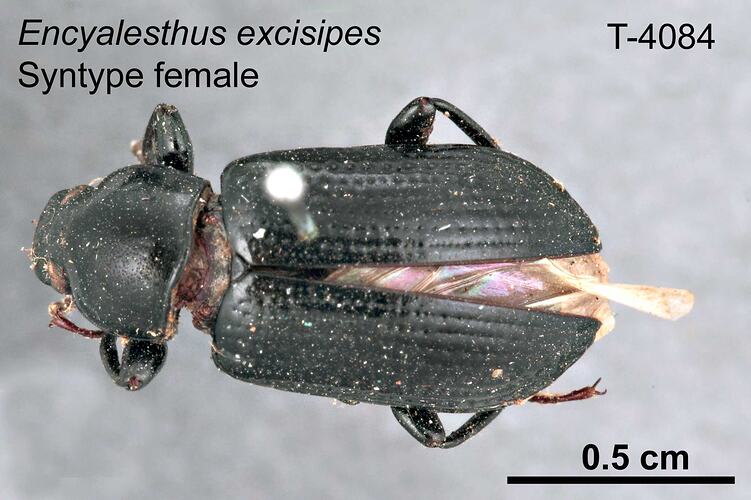 Beetle specimen, female, dorsal view.