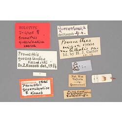 Partial insect preparation on card with specimen labels.
