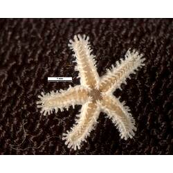 Ventral view of small five-armed seastar with scale bar.
