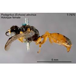 Wasp specimen, female, lateral view.