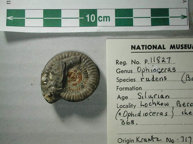 <em>Ophioceras rudens</em>, fossil nautiloid.  Registration no. P 11827.
