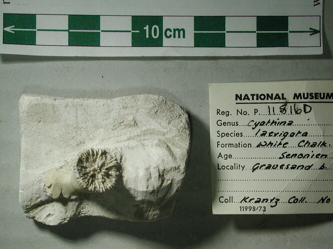 <em>Cyathina laevigata</em>, fossil coral.  Registration no. P 115160.