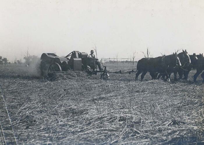 A man driving a team of horses, operating a header in field of badly beaten down crop.
