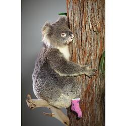 Koala specimen mounted on a tree trunk.
