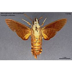 Moth specimen, ventral view.