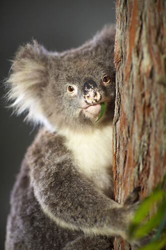 Sam the koala